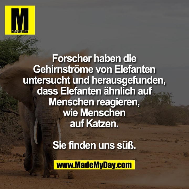 Forscher haben die Gehirnströme von Elefanten untersucht und herausgefunden, dass Elefanten ähnlich auf Menschen reagieren, wie Menschen auf Katzen.<br />
<br />
Sie finden uns süß.