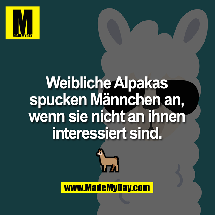 Weibliche Alpakas spucken Männchen an, wenn sie nicht an ihnen interessiert sind.