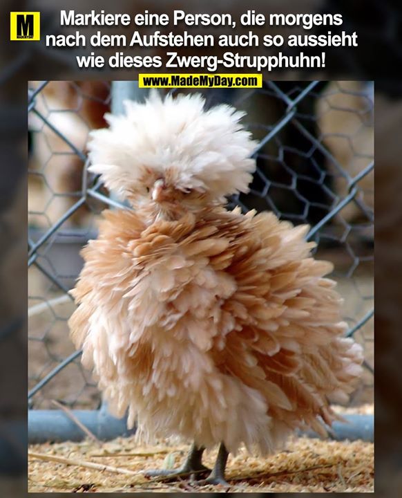 Markiere eine Person, die morgens<br />
nach dem Aufstehen auch so aussieht<br />
wie dieses Zwerg-Strupphuhn!