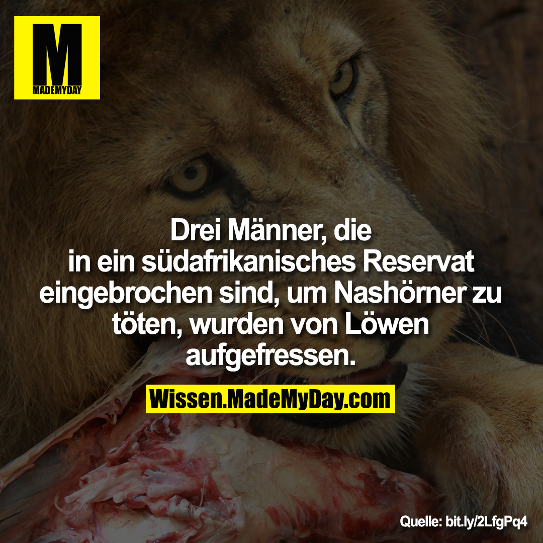 Drei Männer, die<br />
in ein südafrikanisches Reservat<br />
eingebrochen sind, um Nashörner zu<br />
töten, wurden von Löwen<br />
aufgefressen.