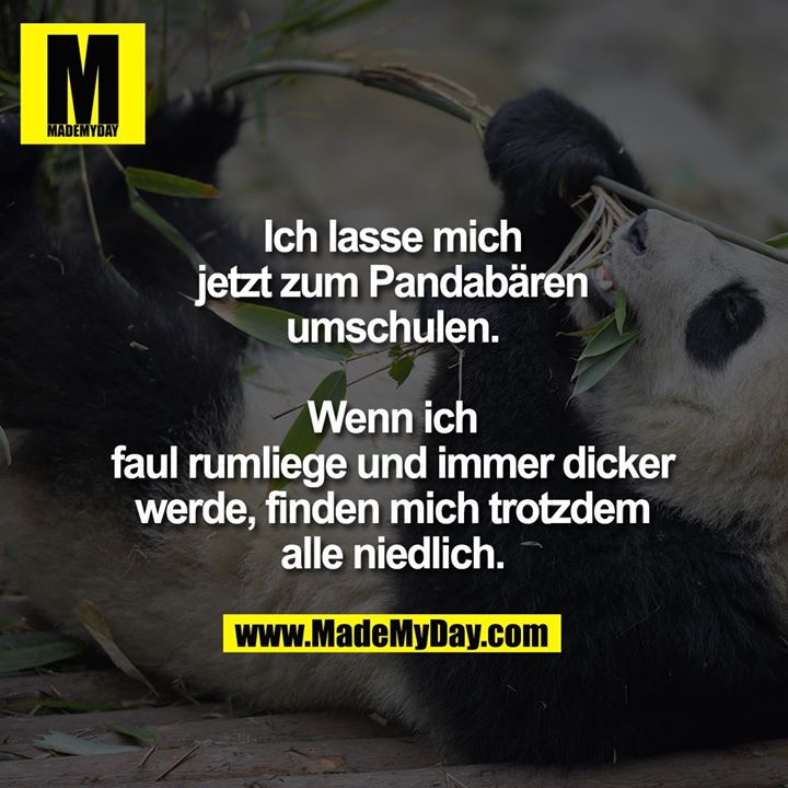Ich lasse mich jetzt zum Pandabären umschulen. Wenn ich faul rumliege und immer dicker werde, finden mich trotzdem alle niedlich.