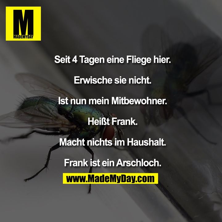 Seit 4 Tagen eine Fliege hier. Erwische sie nicht. Ist nun mein Mitbewohner. Heißt Frank. Macht nichts im Haushalt. Frank ist ein Arschloch.