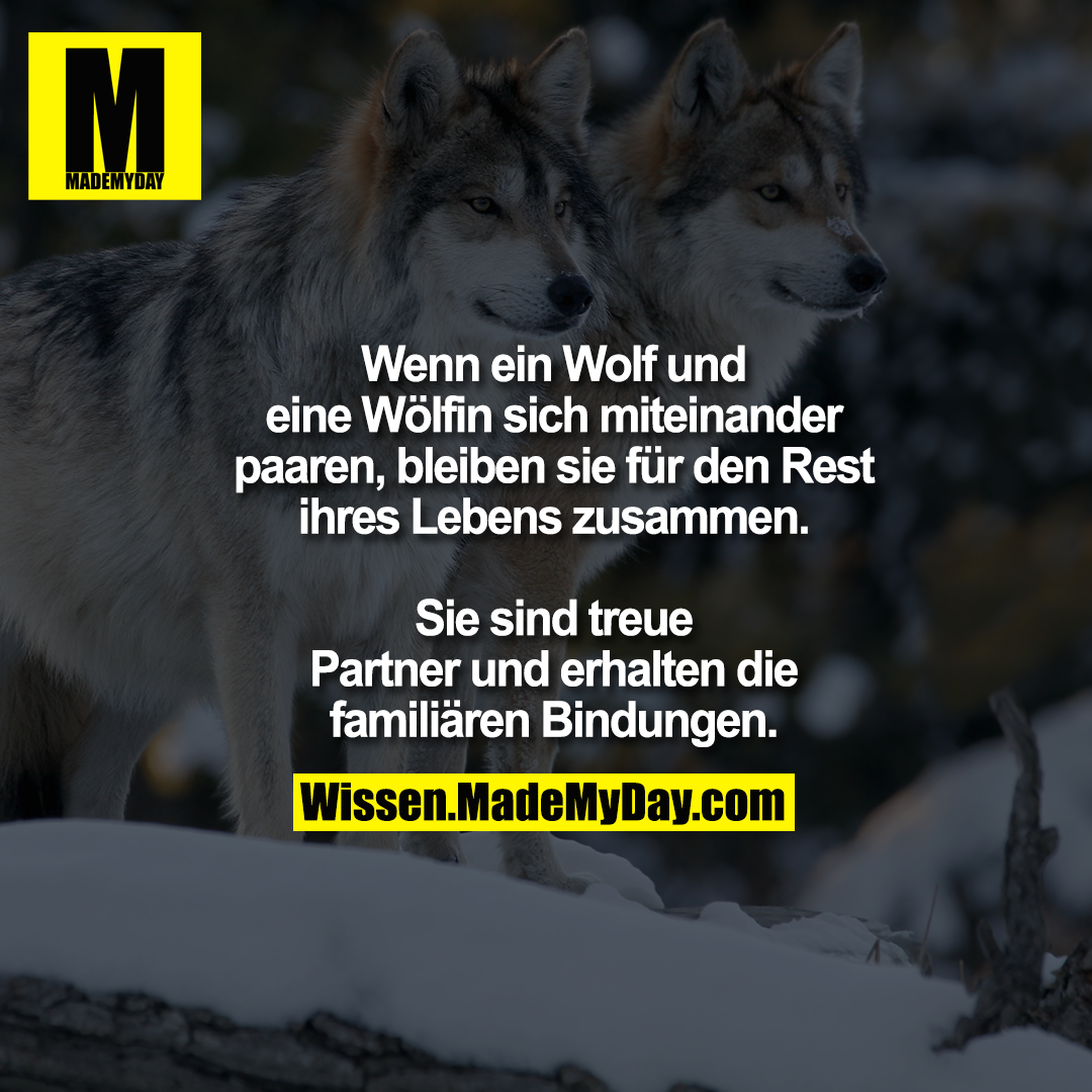 Wenn Ein Wolf Und Eine Made My Day