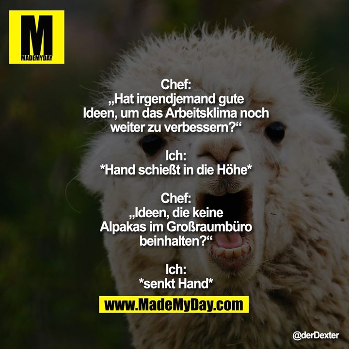 Chef Hat Irgendjemand Gute Ideen Made My Day