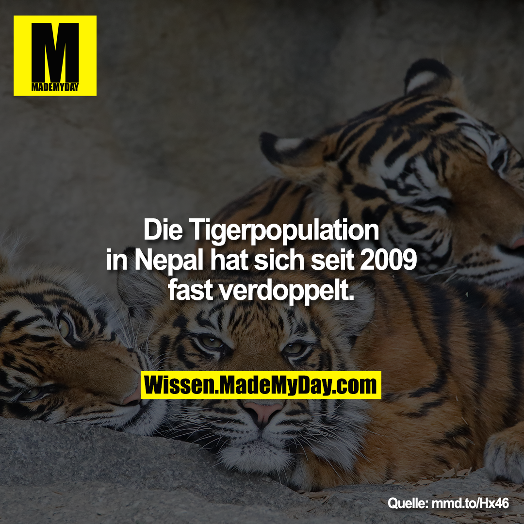Die Tigerpopulation<br />
in Nepal hat sich seit 2009<br />
fast verdoppelt.