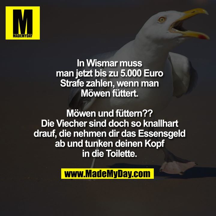 In Wismar muss man jetzt bis zu 5.000 Euro Strafe zahlen, wenn man Möwen füttert.<br />
<br />
Möwen und füttern?? Die Viecher sind doch so knallhart drauf, die nehmen dir das Essensgeld ab und tunken deinen Kopf in die Toilette.