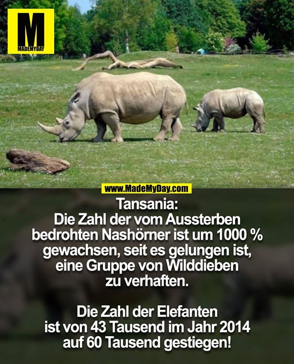 Tansania: Die Zahl der vom Aussterben<br />
bedrohten Nashörner ist um 1000 %<br />
gewachsen, seit es gelungen ist, eine<br />
Gruppe von Wilddieben zu verhaften.<br />
Die Zahl der Elefanten ist von 43 Tausend<br />
im Jahr 2014 auf 60 Tausend gestiegen!