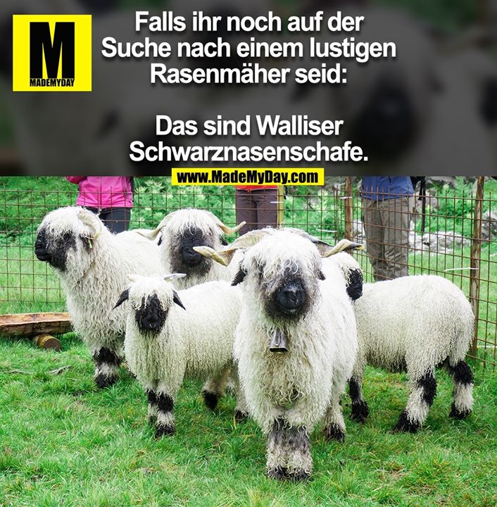 Falls ihr noch auf der<br />
Suche nach einem lustigen<br />
Rasenmäher seid:<br />
<br />
Das sind Walliser<br />
Schwarznasenschafe.