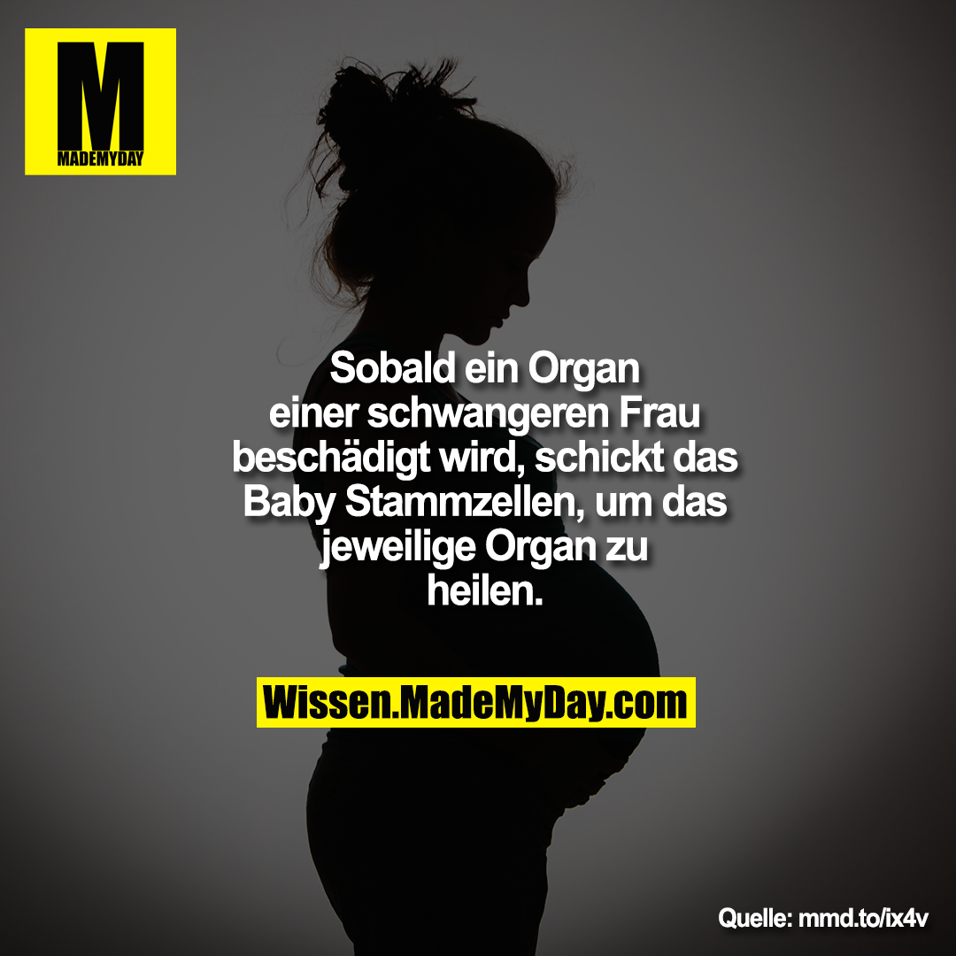 Sobald ein Organ einer schwangeren<br />
Frau beschädigt wird, schickt das<br />
Baby Stammzellen, um das jeweilige<br />
Organ zu heilen.