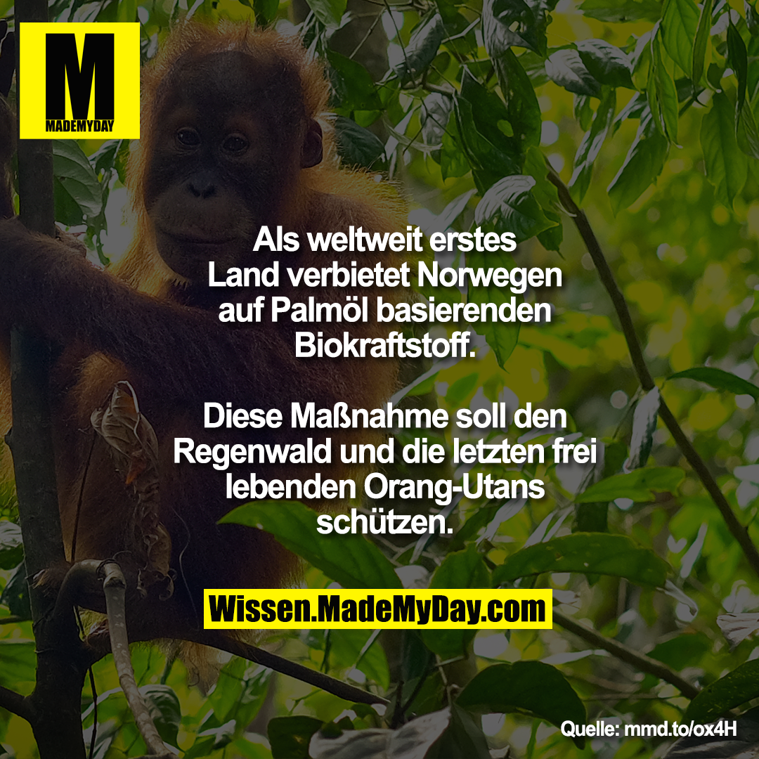 Als weltweit erstes Land verbietet Norwegen auf Palmöl basierenden Biokraftstoff.<br />
Diese Maßnahme soll den Regenwald und die letzten frei lebenden Orang-Utans schützen.