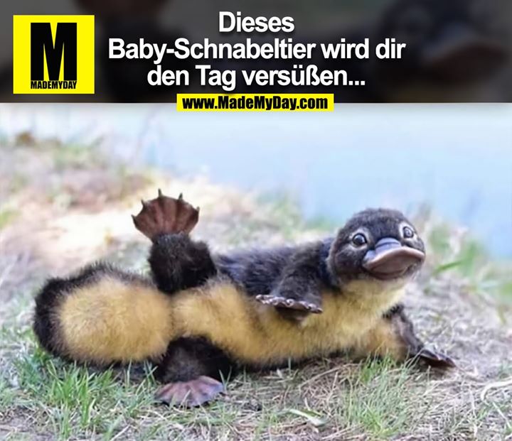 Dieses Baby Schnabeltier Wird Dir Den Made My Day