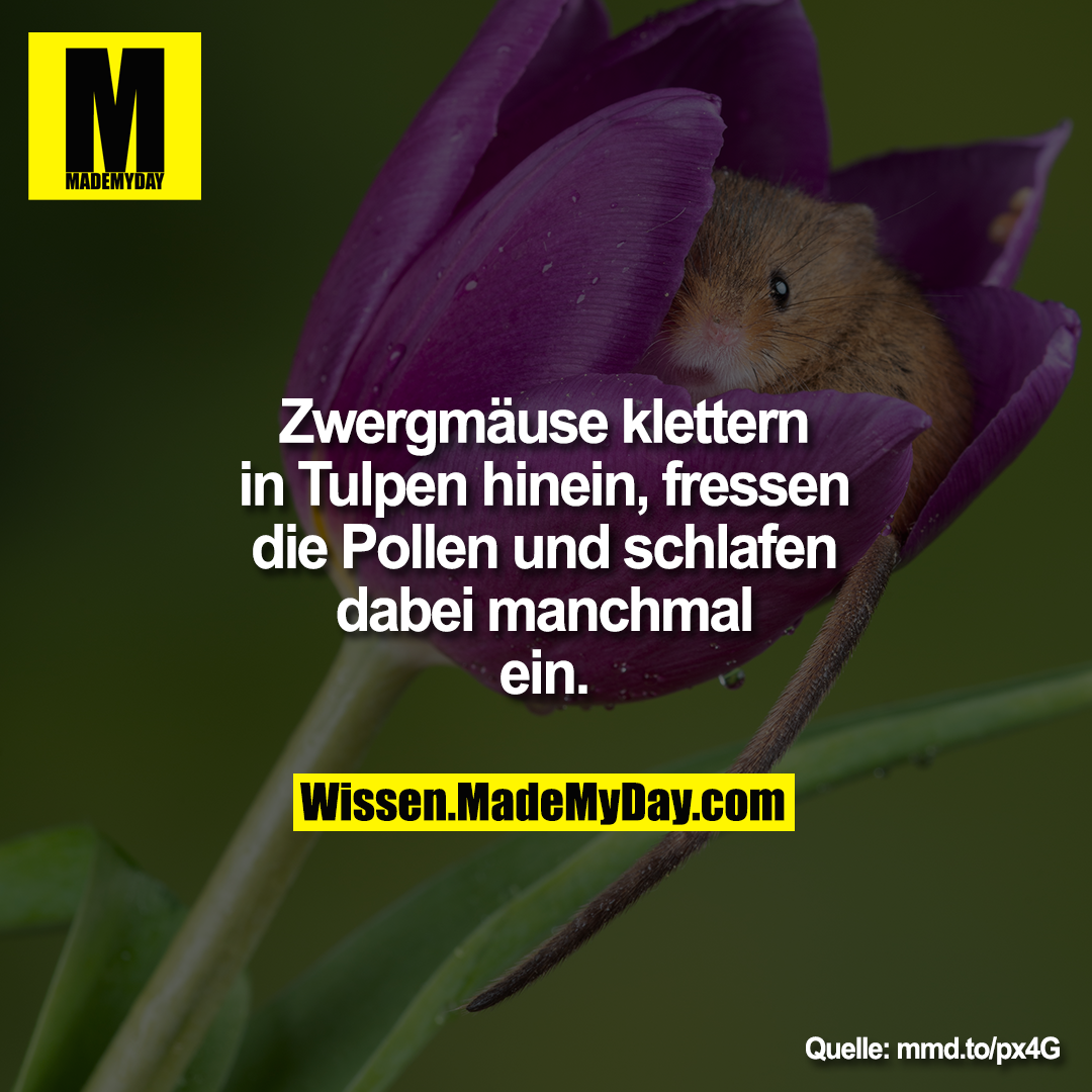 Zwergmäuse klettern in Tulpen<br />
hinein, fressen die Pollen und<br />
schlafen dabei manchmal ein.