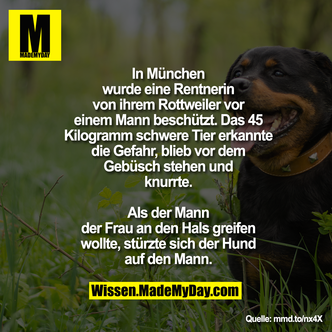 In München wurde eine Rentnerin von<br />
ihrem Rottweiler vor einem Mann<br />
beschützt. Das 45 Kilogramm schwere<br />
Tier erkannte die Gefahr, blieb vor dem<br />
Gebüsch stehen und knurrte. Als der<br />
Mann der Frau an den Hals greifen<br />
wollte, stürzte sich der Hund auf den<br />
Mann.