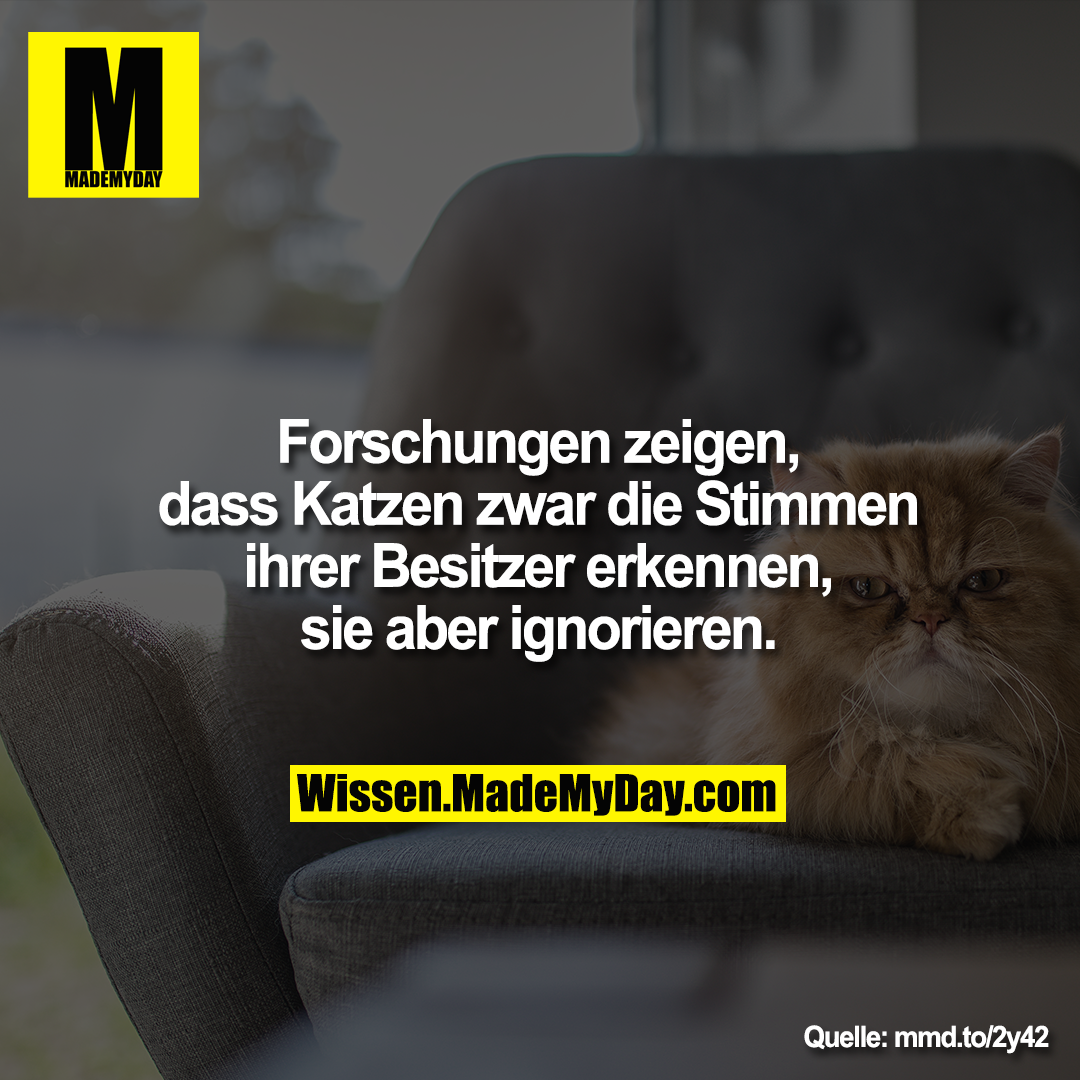 Forschungen Zeigen Dass Katzen Zwar Made My Day