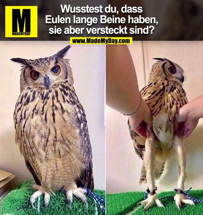 Wusstest du, dass<br />
Eulen lange Beine haben,<br />
sie aber versteckt sind?
