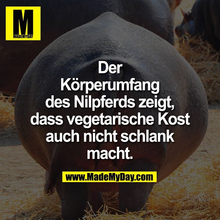 Der Körperumfang des Nilpferds zeigt, dass vegetarische Kost auch nicht schlank macht.
