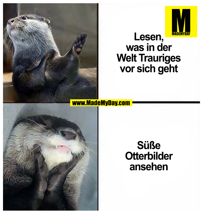 Lesen, was in der Welt Trauriges vor sich geht<br />
<br />
Süße Otterbilder ansehen