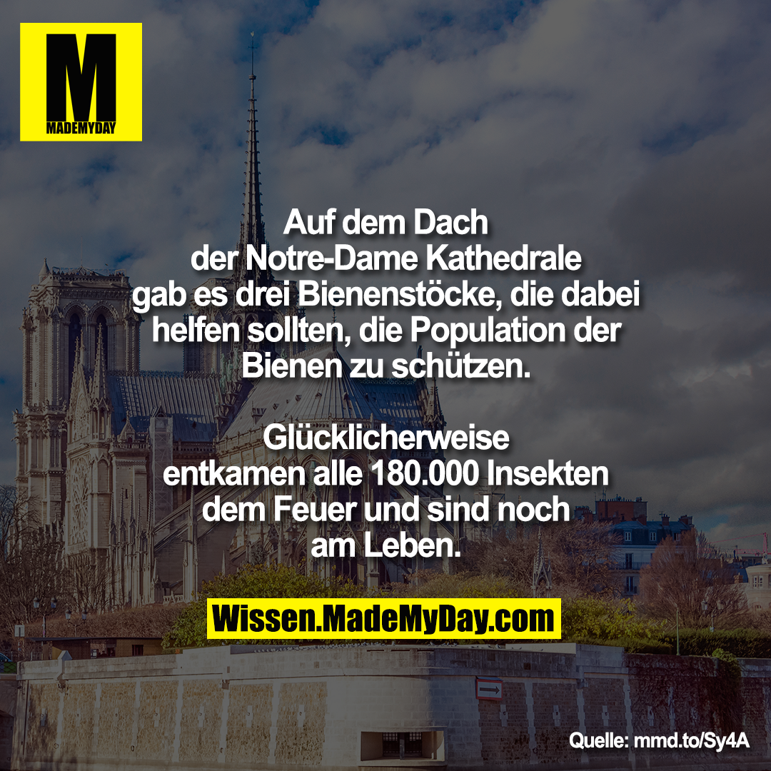 Auf dem Dach der Notre-Dame<br />
Kathedrale gab es drei Bienenstöcke, die<br />
dabei helfen sollten, die Population der<br />
Bienen zu schützen. Glücklicherweise<br />
entkamen alle 180.000 Insekten dem<br />
Feuer und sind noch am Leben.