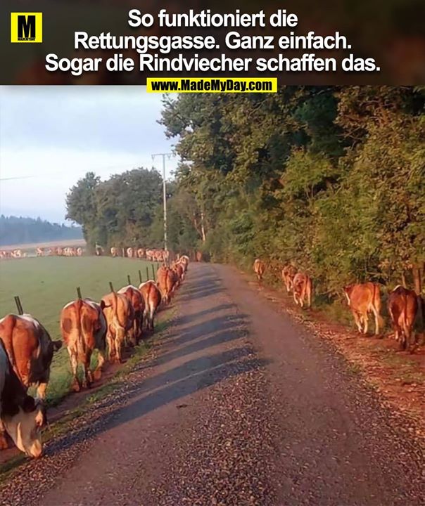 So funktioniert die<br />
Rettungsgasse. Ganz einfach.<br />
Sogar die Rindviecher schaffen das.