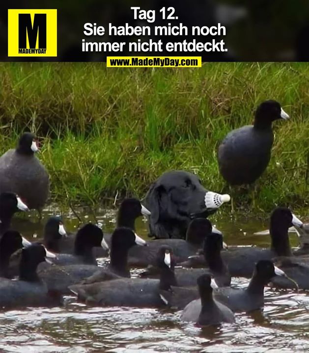 Tag 12.<br />
Sie haben mich noch<br />
immer nicht entdeckt.