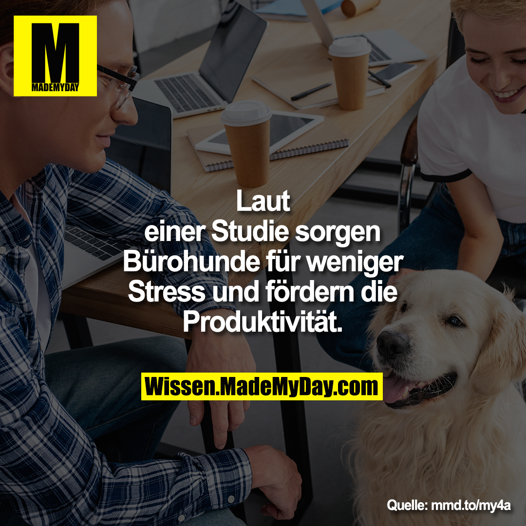 Laut einer Studie sorgen Bürohunde für weniger Stress und fördern die Produktivität.