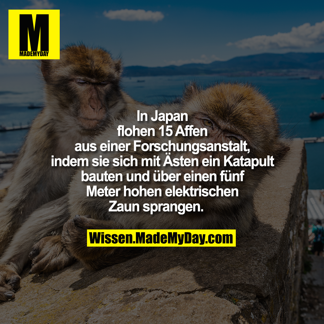 In Japan flohen 15 Affen aus<br />
einer Forschungsanstalt, indem<br />
sie sich mit Ästen ein Katapult<br />
bauten und über einen fünf<br />
Meter hohen elektrischen Zaun<br />
sprangen.