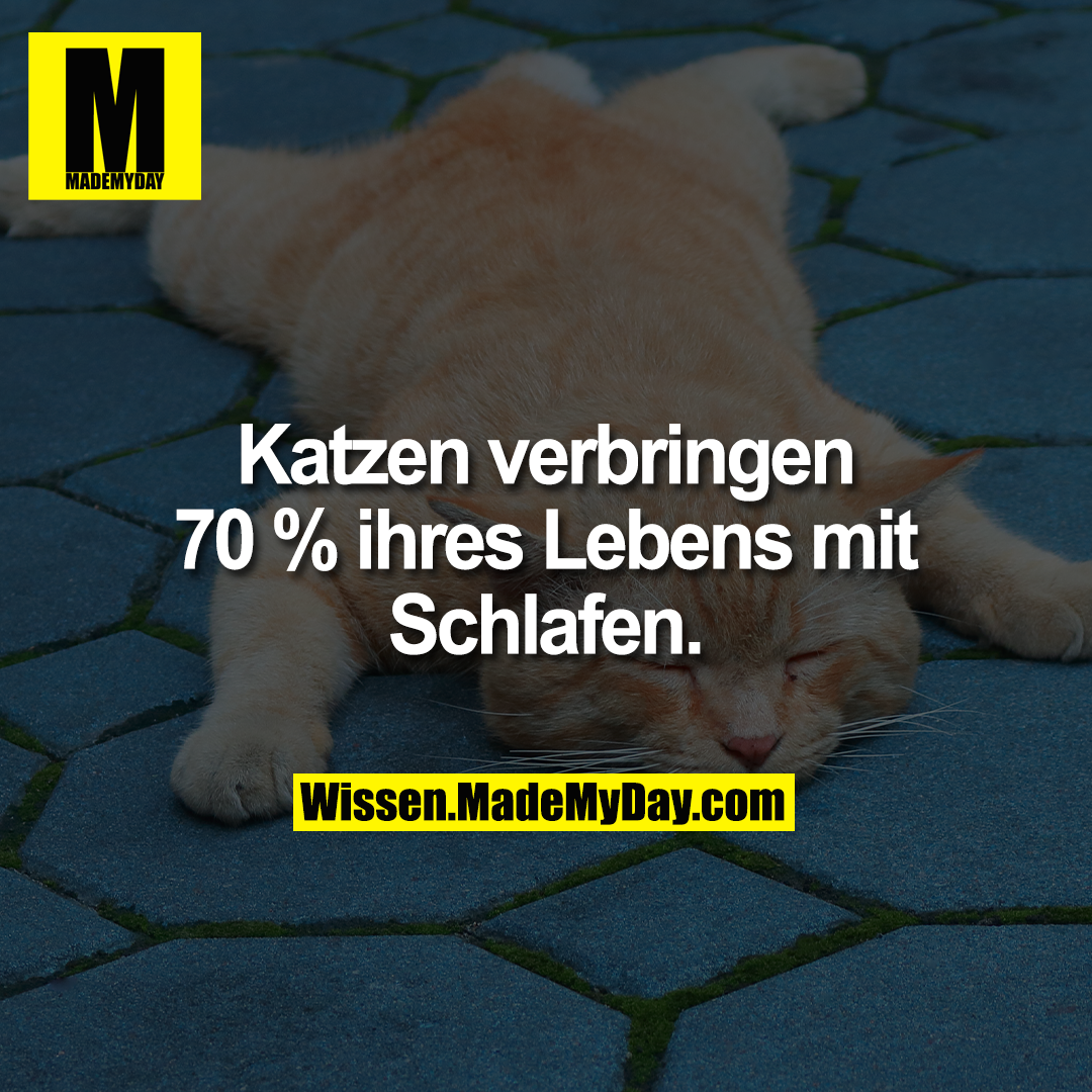 Katzen verbringen 70 % ihres Lebens mit Schlafen.