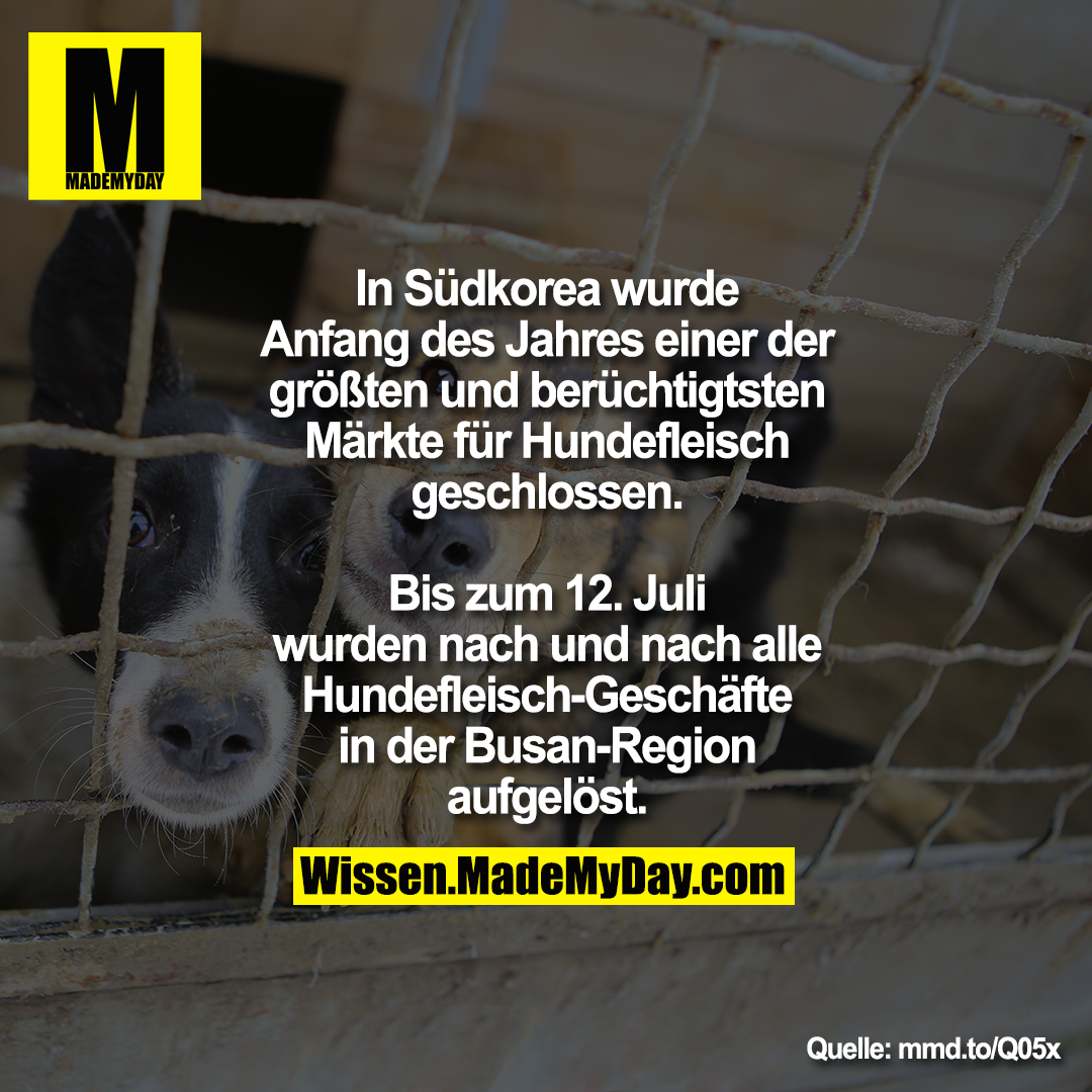 In Südkorea wurde Anfang des Jahres einer der größten und<br />
berüchtigtsten Märkte für Hundefleisch<br />
geschlossen. Bis zum 12. Juli wurden nach und nach<br />
alle Hundefleisch-Geschäfte in der Busan-Region aufgelöst.<br />
<br />
mmd.to/Q05x