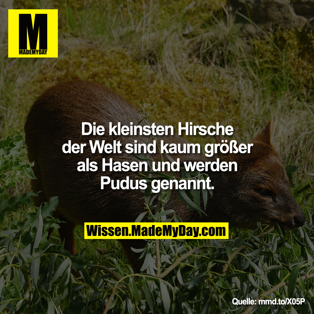 Die kleinsten Hirsche der Welt sind kaum größer als Hasen und werden Pudus genannt.<br />
<br />
mmd.to/X05P