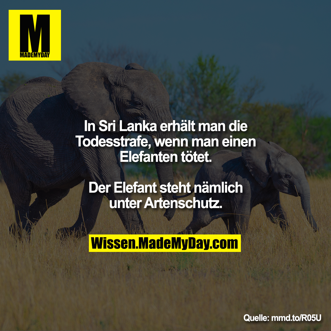 In Sri Lanka erhält man die Todesstrafe,<br />
wenn man einen Elefanten tötet. Der<br />
Elefant steht nämlich unter Artenschutz.<br />
<br />
mmd.to/R05U