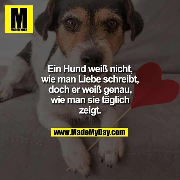 Ein Hund weiß nicht, wie man Liebe schreibt, doch er weiß genau, wie man sie täglich zeigt.