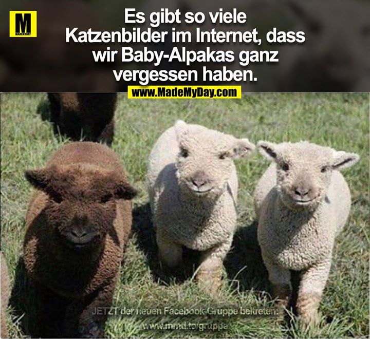 Es gibt so viele<br />
Katzenbilder im Internet, dass<br />
wir Baby-Alpakas ganz<br />
vergessen haben.