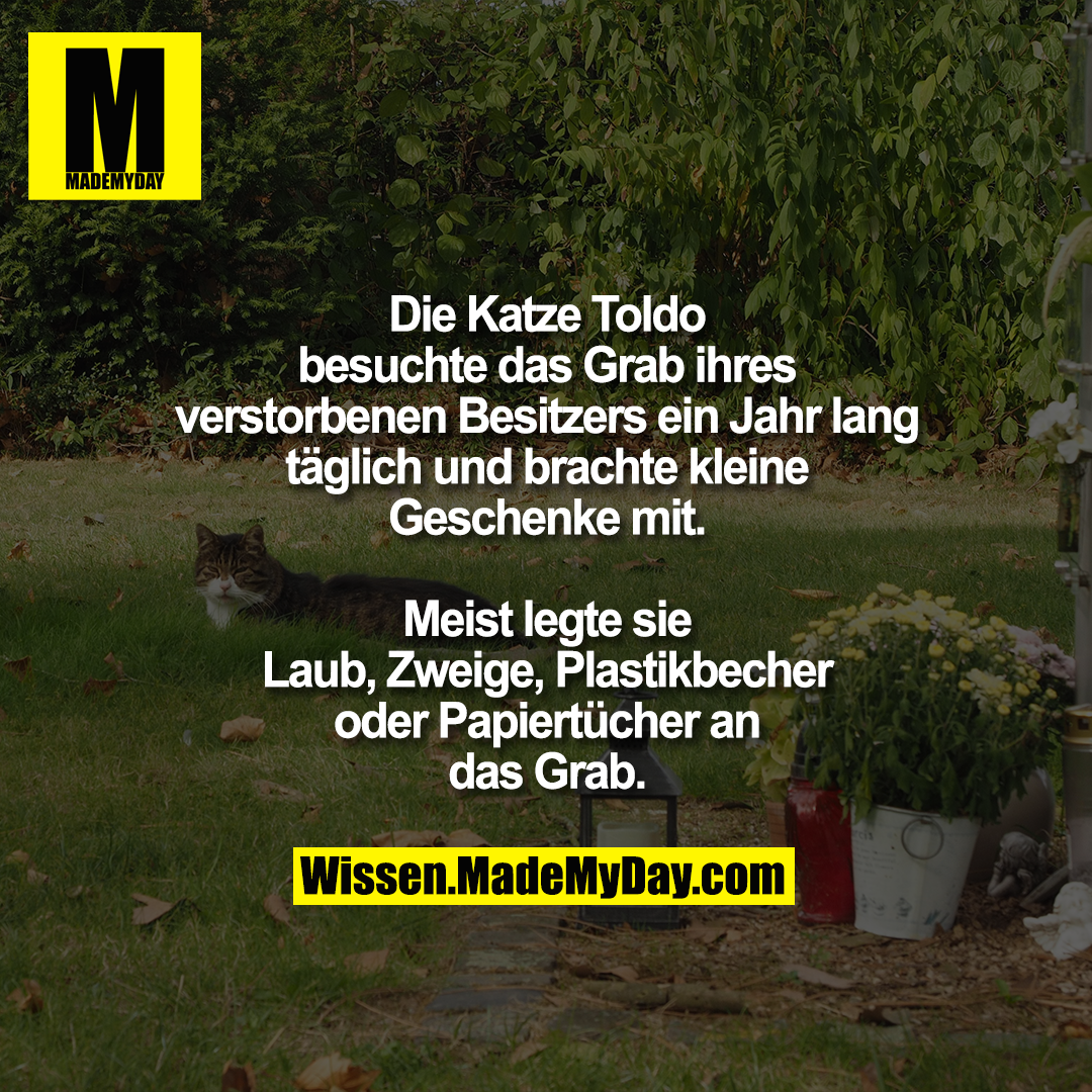 Die Katze Toldo besuchte das Grab ihres verstorbenen Besitzers ein Jahr lang täglich und brachte kleine Geschenke mit.<br />
Meist legte sie Laub, Zweige, Plastikbecher oder Papiertücher an das Grab.