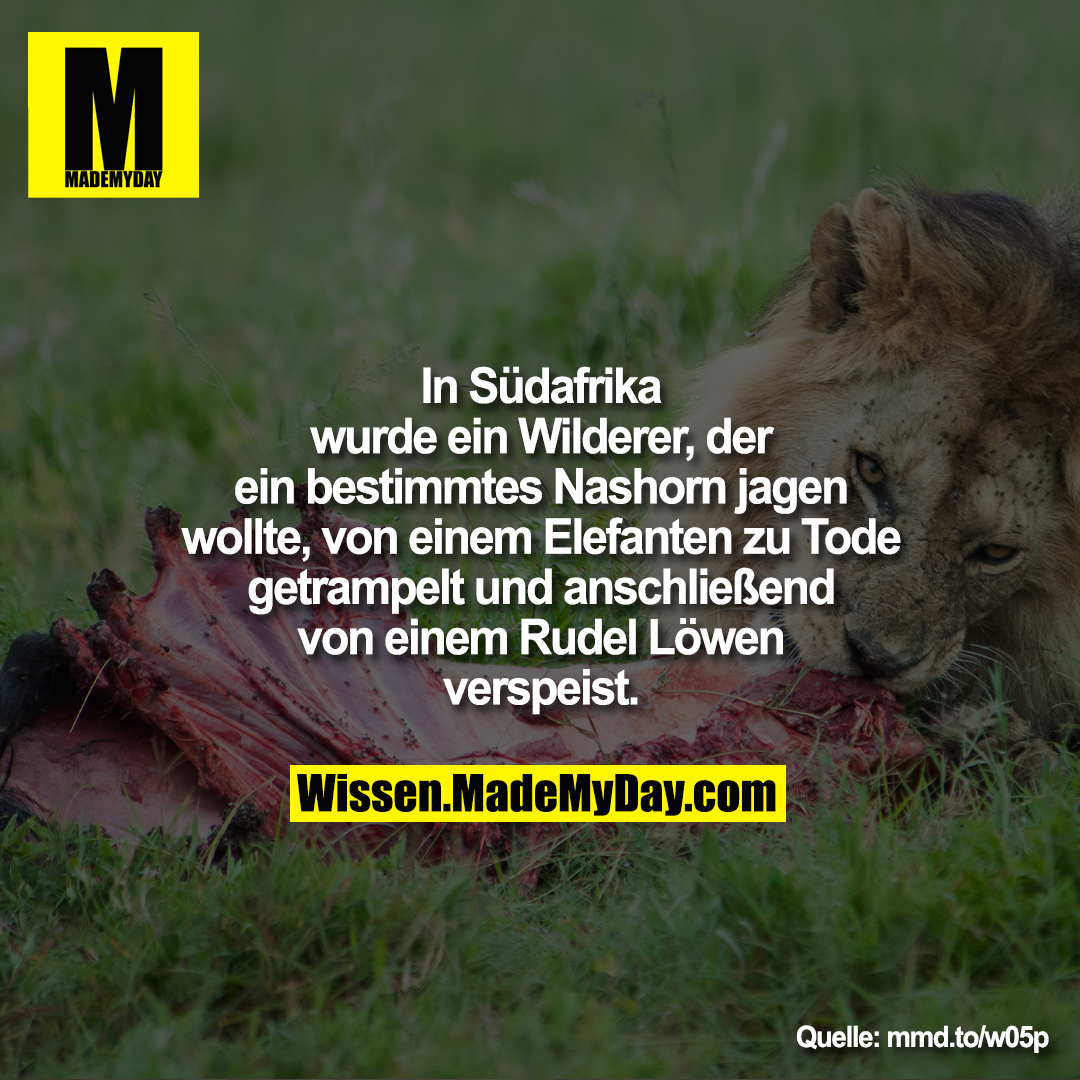 In Südafrika wurde ein Wilderer, der<br />
ein bestimmtes Nashorn jagen<br />
wollte von einem Elefanten zu Tode<br />
getrampelt und anschließend von<br />
einem Rudel Löwen verspeist.<br />
mmd.to/w05p