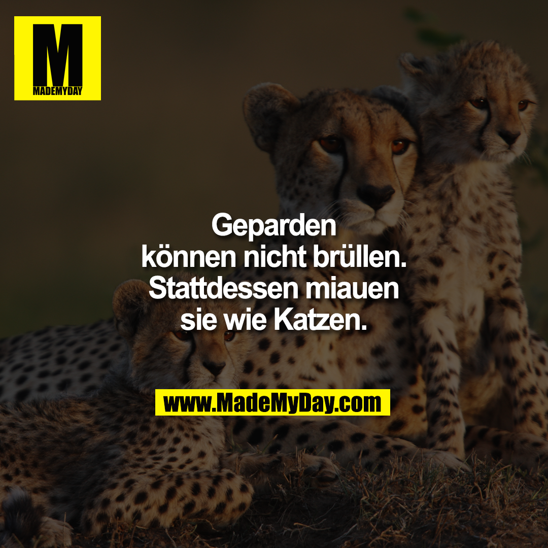 Geparden k&ouml;nnen nicht br&uuml;llen.<br />
Stattdessen miauen sie wie Katzen.