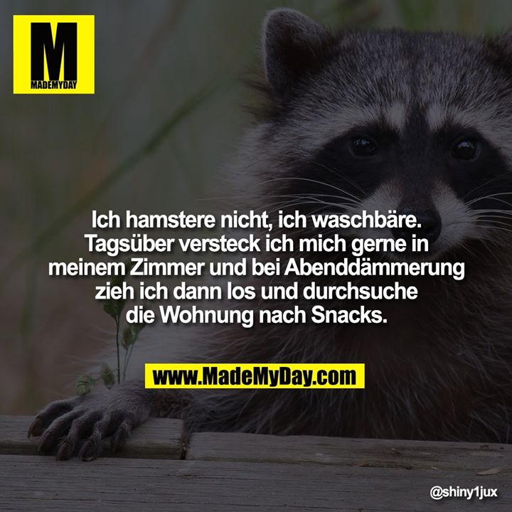 Ich hamstere nicht, ich waschbäre. Tagsüber versteck ich mich gerne in meinem Zimmer und bei Abenddämmerung zieh ich dann los und durchsuche die Wohnung nach Snacks.