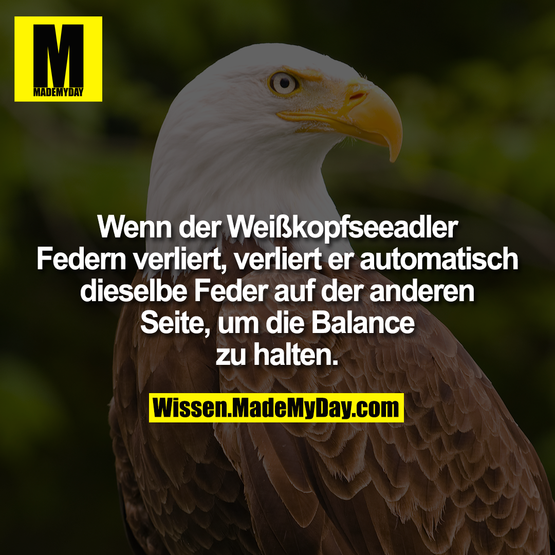 Wenn der Weißkopfseeadler Federn verliert, verliert er automatisch dieselbe Feder auf der anderen Seite, um die<br />
Balance zu halten.