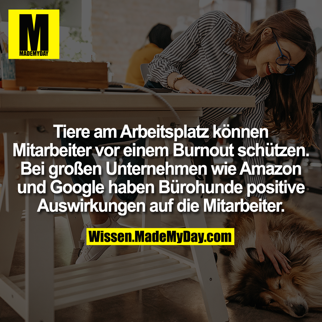 Tiere am Arbeitsplatz können Mitarbeiter vor einem Burnout schützen. Bei großen Unternehmen wie Amazon und Google haben Bürohunde positive Auswirkungen auf die Mitarbeiter.
