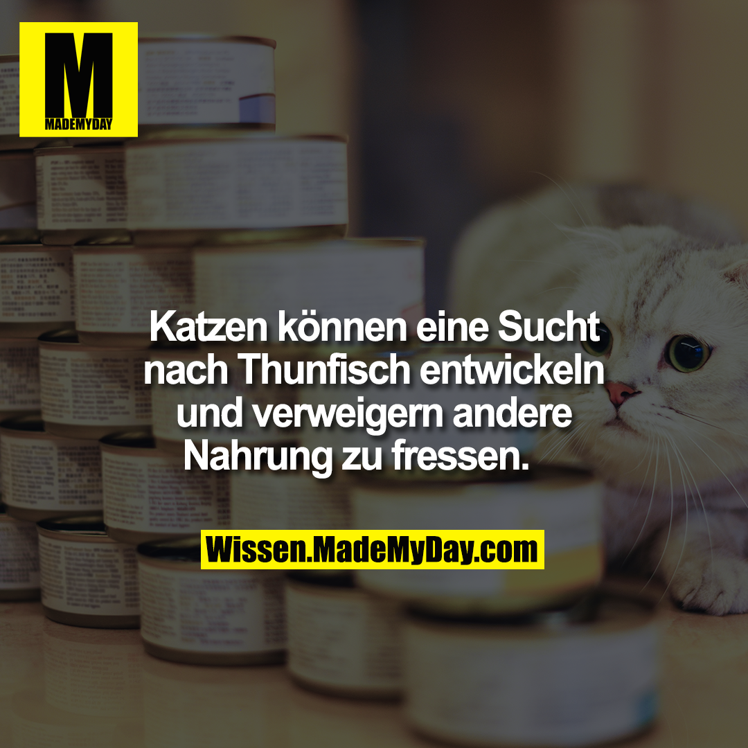 Katzen k&ouml;nnen eine Sucht nach Thunfisch entwickeln und verweigern andere Nahrung zu fressen.