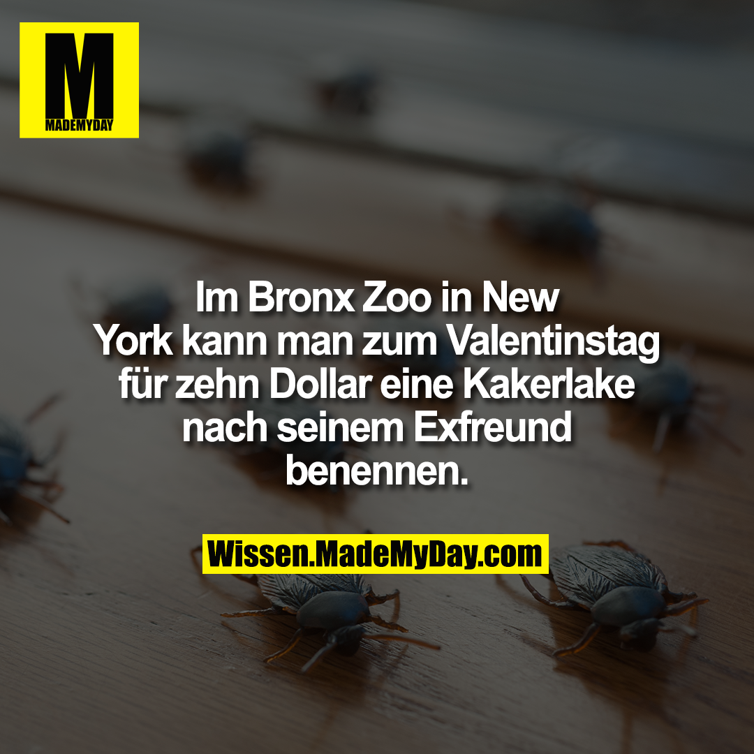 Im Bronx Zoo in New York kann man zum Valentinstag für zehn Dollar eine Kakerlake nach seinem Exfreund benennen.