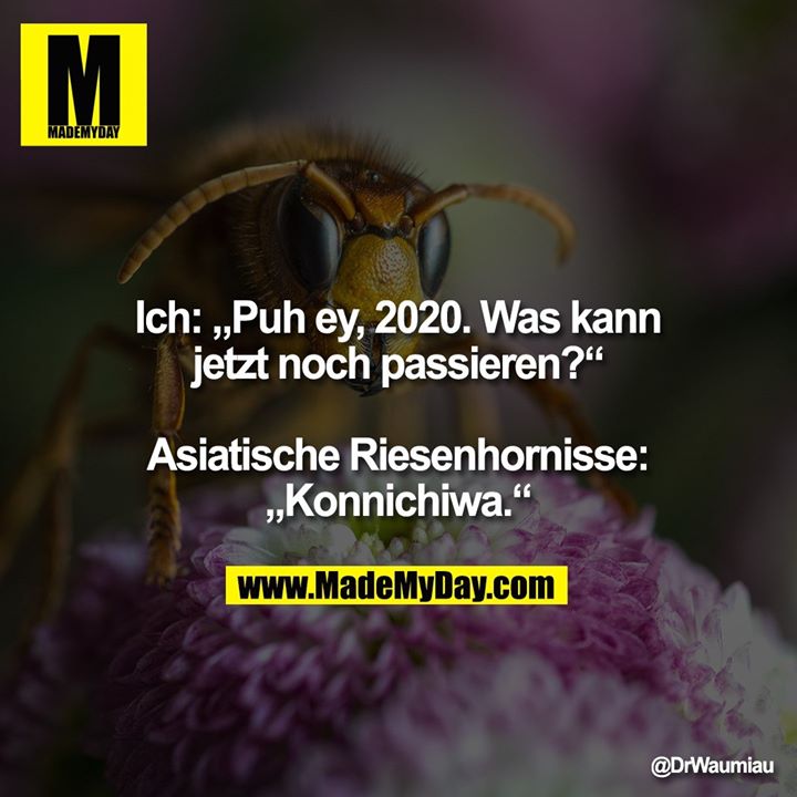 Ich: „Puh ey, 2020. Was kann<br />
jetzt noch passieren?“<br />
<br />
Asiatische Riesenhornisse:<br />
„Konnichiwa.“