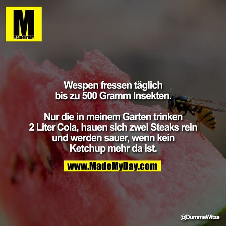 Wespen fressen täglich bis zu 500 Gramm Insekten.<br />
<br />
Nur die in meinem Garten trinken 2 Liter Cola, hauen sich zwei Steaks rein und werden sauer, wenn kein Ketchup mehr da ist.