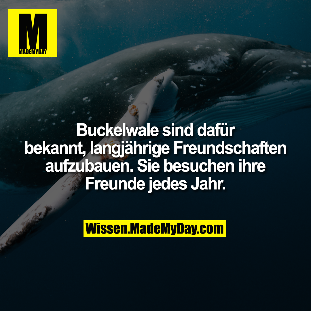 Buckelwale sind dafür bekannt, langjährige Freundschaften aufzubauen. Sie besuchen ihre Freunde jedes Jahr.