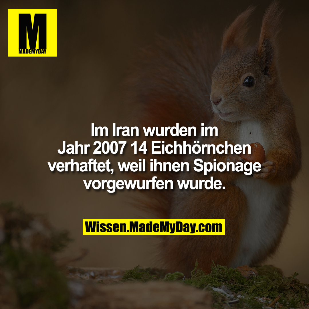 Im Iran wurden im Jahr 2007 14 Eichhörnchen verhaftet, weil ihnen Spionage vorgewurfen wurde.