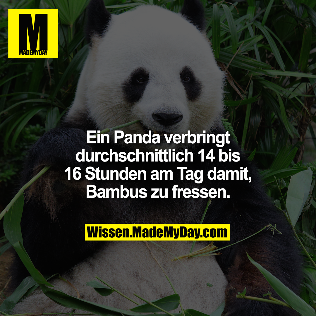 Ein Panda Verbringt Durchschnittlich 14 Made My Day