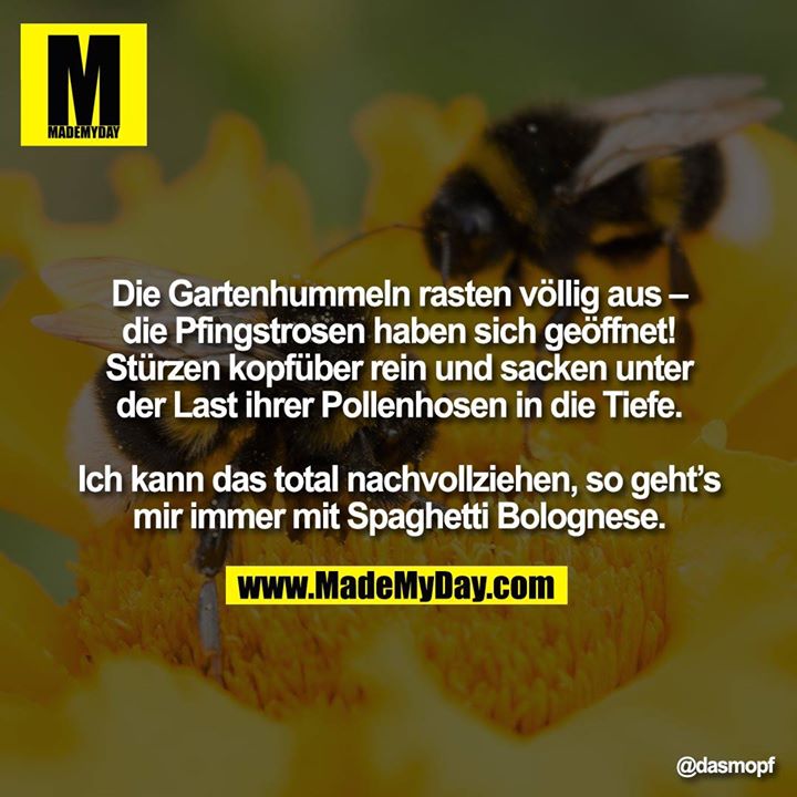 Die Gartenhummeln rasten völlig aus – die Pfingstrosen haben sich geöffnet! Stürzen kopfüber rein und sacken unter der Last ihrer Pollenhosen in die Tiefe.<br />
<br />
Ich kann das total nachvollziehen, so geht’s<br />
mir immer mit Spaghetti Bolognese.