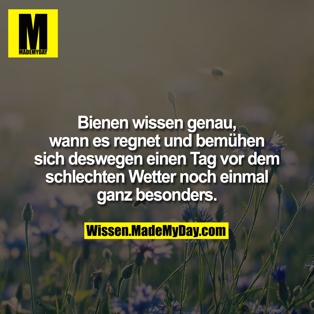 Bienen wissen genau, wann es regnet und bemühen sich deswegen einen Tag vor dem schlechten Wetter noch einmal ganz besonders.