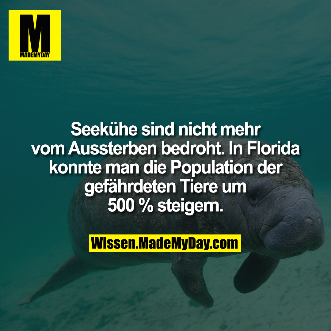 Seekühe sind nicht mehr vom Aussterben bedroht. In Florida konnte man die Population der gefährdeten Tiere um 500 % steigern.