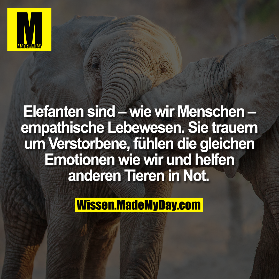 Elefanten sind – wie wir Menschen – empathische Lebewesen. Sie trauern um Verstorbene, fühlen die gleichen Emotionen wie wir und helfen anderen Tieren in Not.