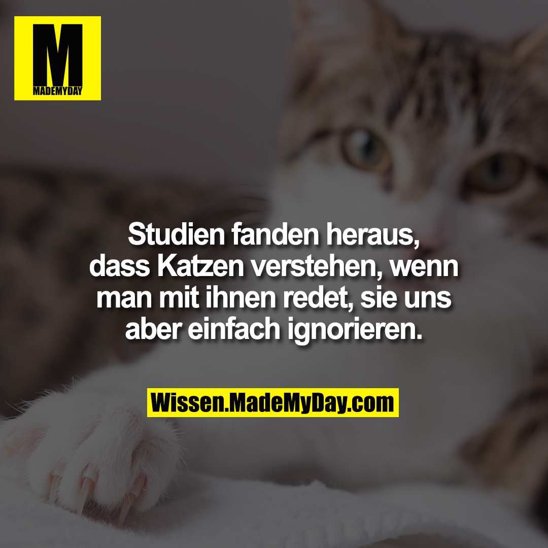 Studien fanden heraus, dass Katzen verstehen, wenn man mit ihnen redet, sie uns aber einfach ignorieren.